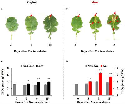 Interactive Regulation of Hormone and Resistance Gene in Proline Metabolism Is Involved in Effector-Triggered Immunity or Disease Susceptibility in the Xanthomonas campestris pv. campestris–Brassica napus Pathosystem